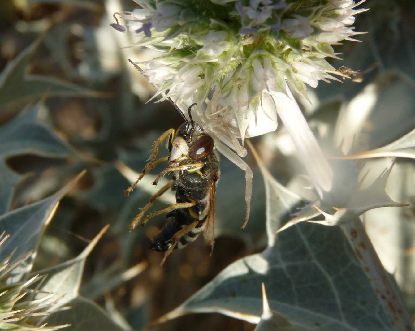 Imenotteri (Sphex, Bembix e Philanthus)catturati da Thomisus